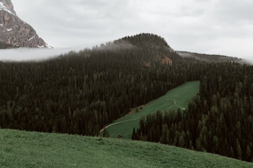 Základová fotografie zdarma na téma botanický, bujný, čerstvý