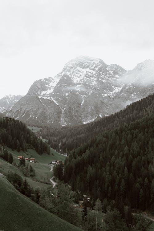 Picturesque scenery of lush green forest in wild valley surrounded by high rocky snowy mountains against foggy sky