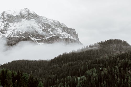 Amazing landscape of majestic powerful snowy mountain located near lush coniferous forest against dramatic cloudy sky