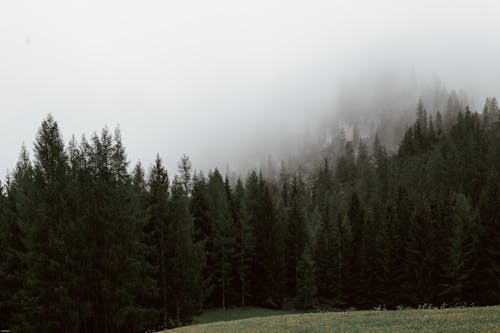 Foto profissional grátis de abeto, ao ar livre, árvore