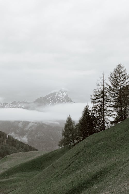 Coniferous trees growing on hill on overcast winter day