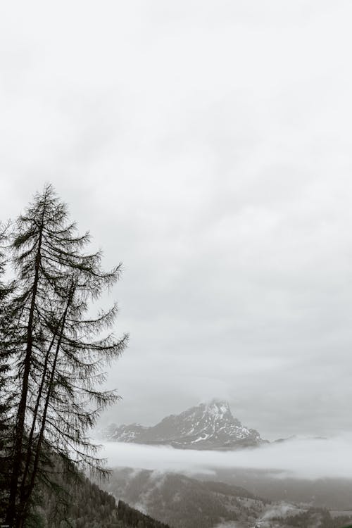 Foggy day in mountainous valley with fir forest