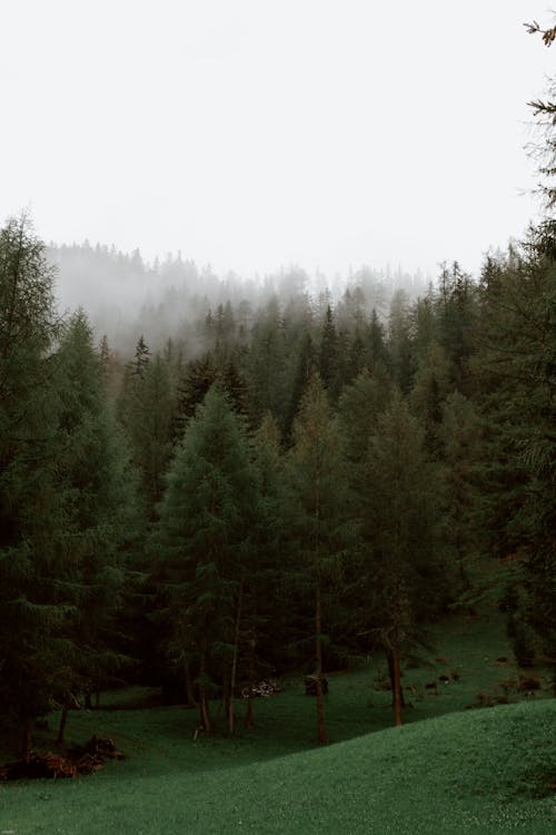 Evergreen spruce trees growing in forest located on hilly terrain against cloudy sky