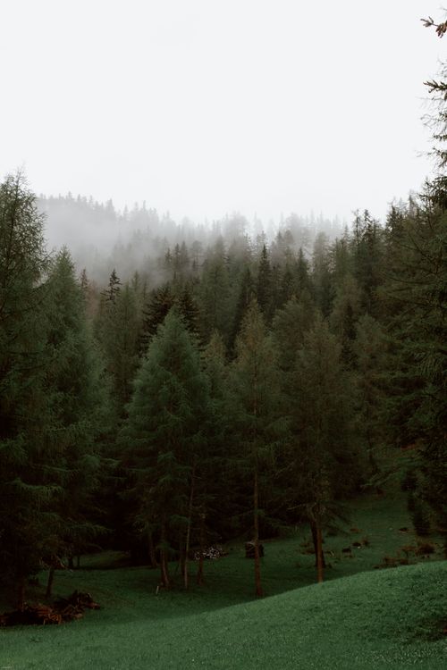 Free Evergreen spruce trees growing in forest located on hilly terrain against cloudy sky Stock Photo