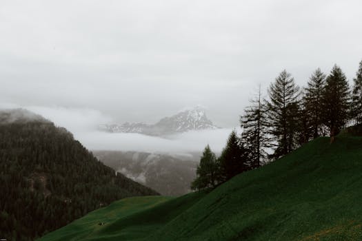灰蒙蒙的雾天映衬下，高山覆盖着云杉和积雪，景色壮丽