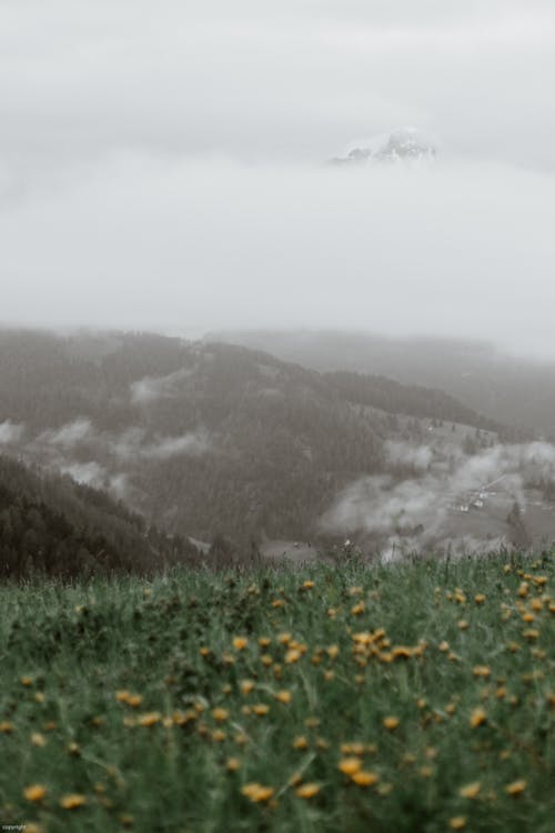 Wildflowers growing on green meadow in highland