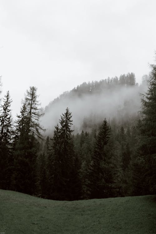 Spruce forest on misty day in wild valley