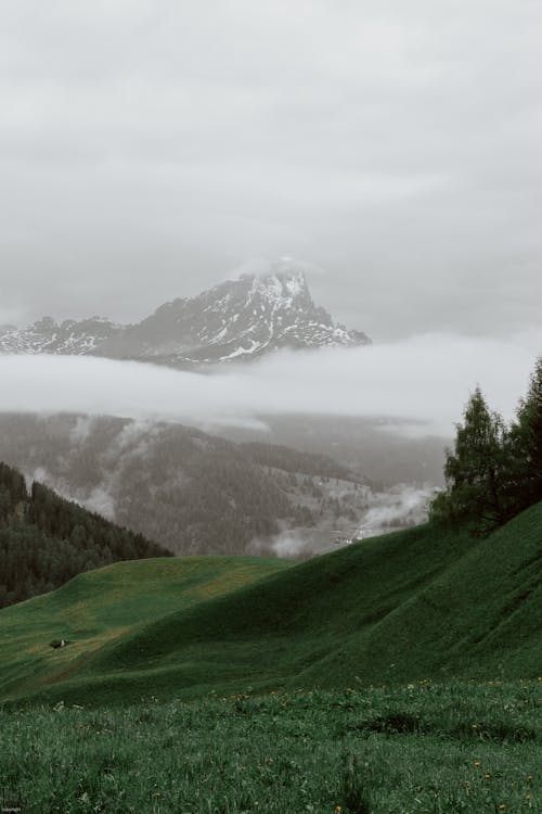 Amazing landscape of green valley with spruce trees and snowy mountains under foggy sky