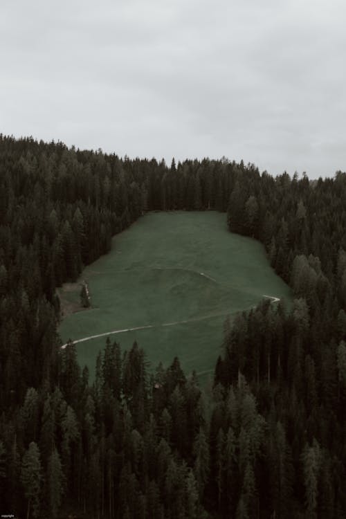 Lush coniferous forest in hilly terrain on overcast day