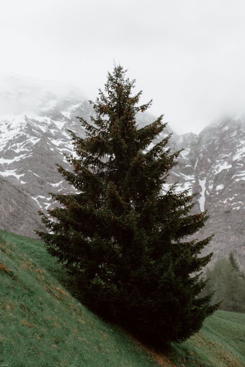 Tall dark green coniferous on slope covered with grass by majestic mountain in fog