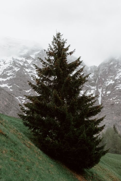 Free Tall dark green coniferous on slope covered with grass by majestic mountain in fog Stock Photo