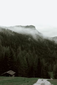 薄雾笼罩的林地里，一座孤零零的小木屋坐落在通往山坡的路旁