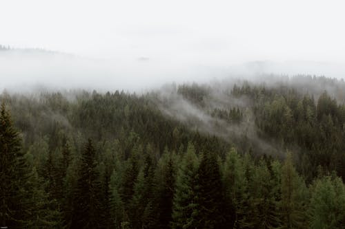 Mist under dark green woodland
