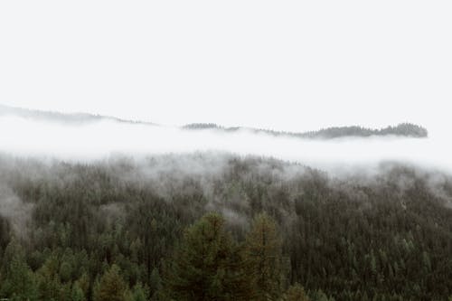 Mist above trees in mountain forest