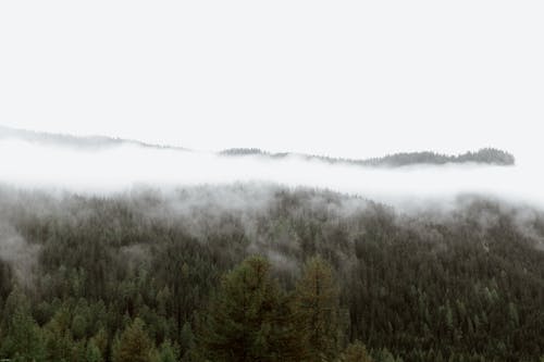 Kostenloses Stock Foto zu berg, botanik, dicht