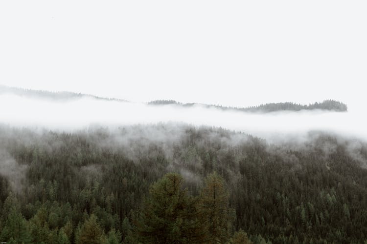 Mist Above Trees In Mountain Forest