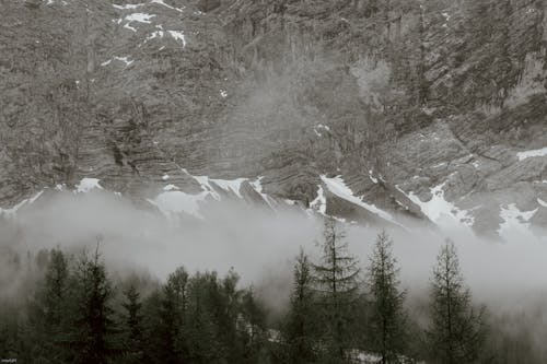 Tall dark green coniferous trees under fog by majestic steep rock covered with snow