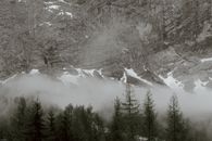 被雪覆盖的雄伟陡峭岩石上，耸立着雾中高大的深绿色针叶树