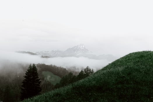 Grey sky above grass covered with drops of dew and woodland in mist in daylight