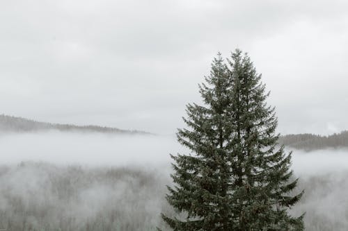 Free Dark green coniferous near thick fog above slope covered with woodland under grey sky Stock Photo