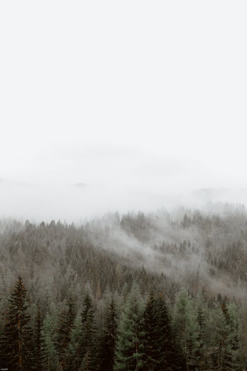 Grey sky and mist above woods