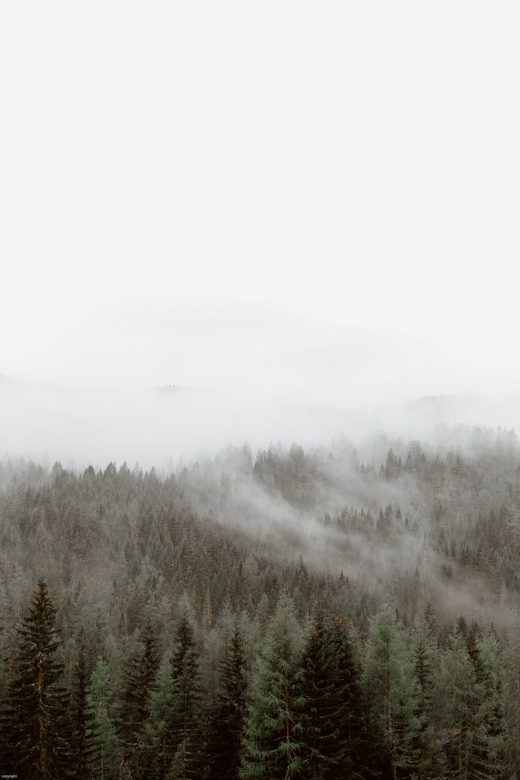 Grey Sky And Mist Above Woods