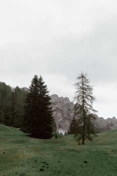 草坪上，林地和山脉旁，生长着老树和深绿色的云杉
