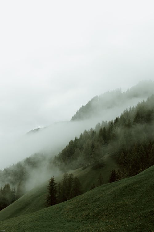 Mist above mountain slope covered with grass and dark green trees under grey sky