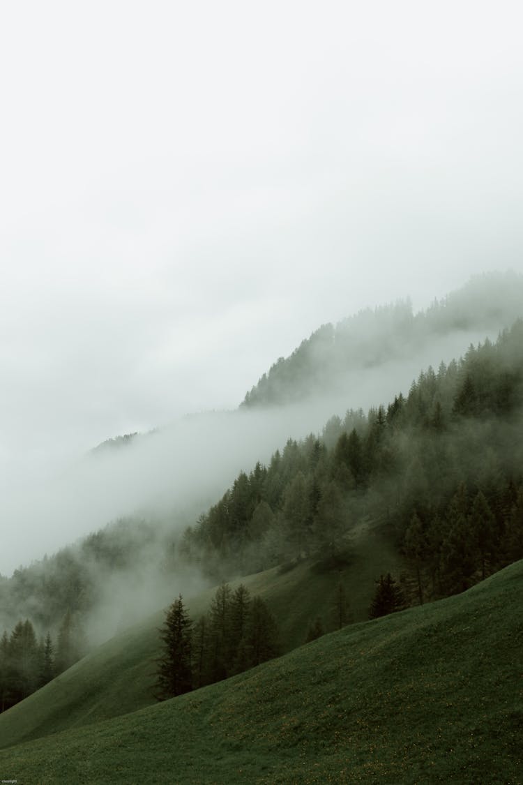 Fog Above Woodland On Mountain Slope