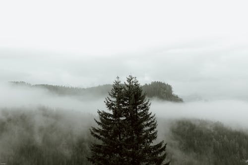 Immagine gratuita di abbandonato, albero, altopiano