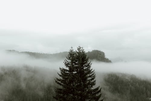 Tall spruces in mountain valley