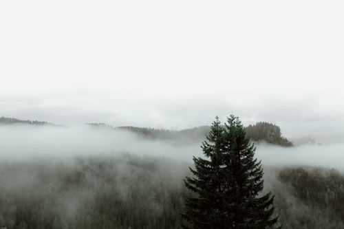 Free Breathtaking aerial view of mountain range covered with evergreen trees covered with thick mist on overcast weather Stock Photo