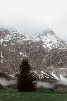 阴天，积雪和浓雾覆盖着森林附近的山峰，四周绿树成荫