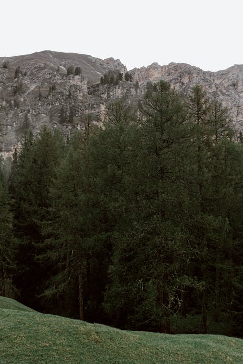 Majestic view of evergreen trees growing on green valley near mountain peaks against overcast sky in daytime