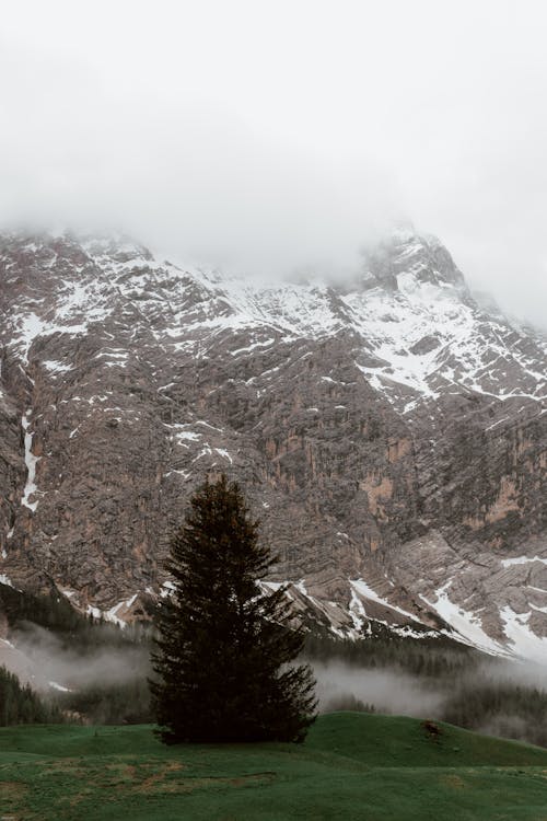 Majestic scenery of fir growing on grassy hill near mountain with snowy peaks covered with thick mist on overcast day