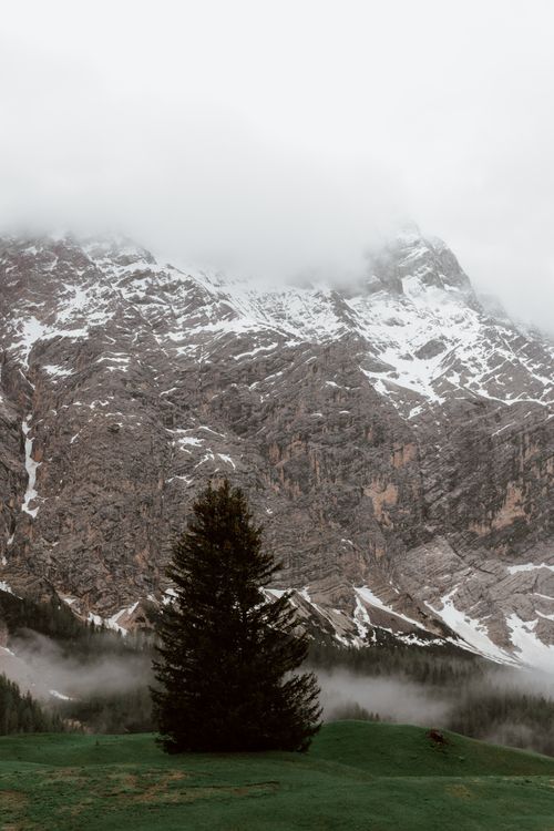 Free Majestic scenery of fir growing on grassy hill near mountain with snowy peaks covered with thick mist on overcast day Stock Photo