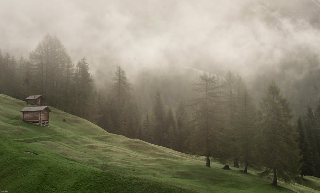 Medium shot of green tree, forest and foggy with tree in the morning  14574916 Stock Photo at Vecteezy