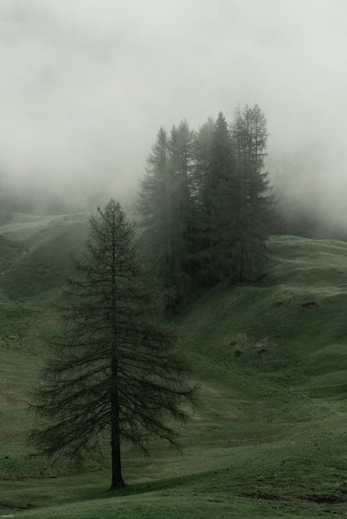 Peaceful landscape of green valley with tall evergreen trees in gloomy overcast day