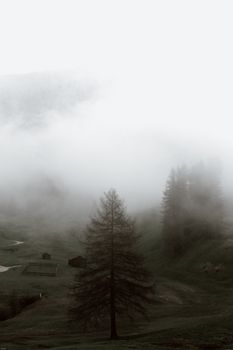 高地景色宁静，薄雾笼罩着常绿树木，乡村一片安宁