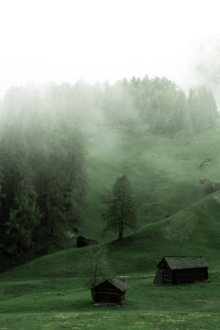 Green Forest On Hill In Haze