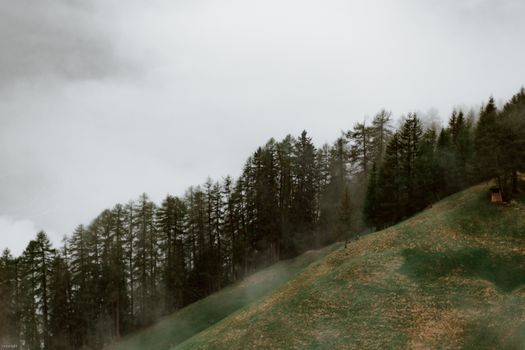 薄雾笼罩着宁静的森林山坡，捕捉到大自然平静的本质