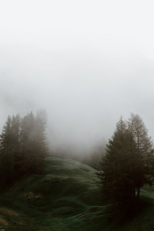 Foto d'estoc gratuïta de a l'aire lliure, ambient, arbre