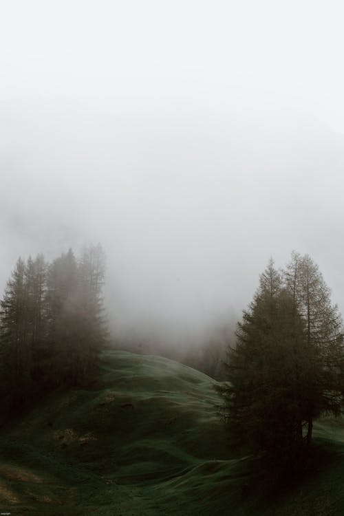 Foggy grassy meadow in coniferous forest