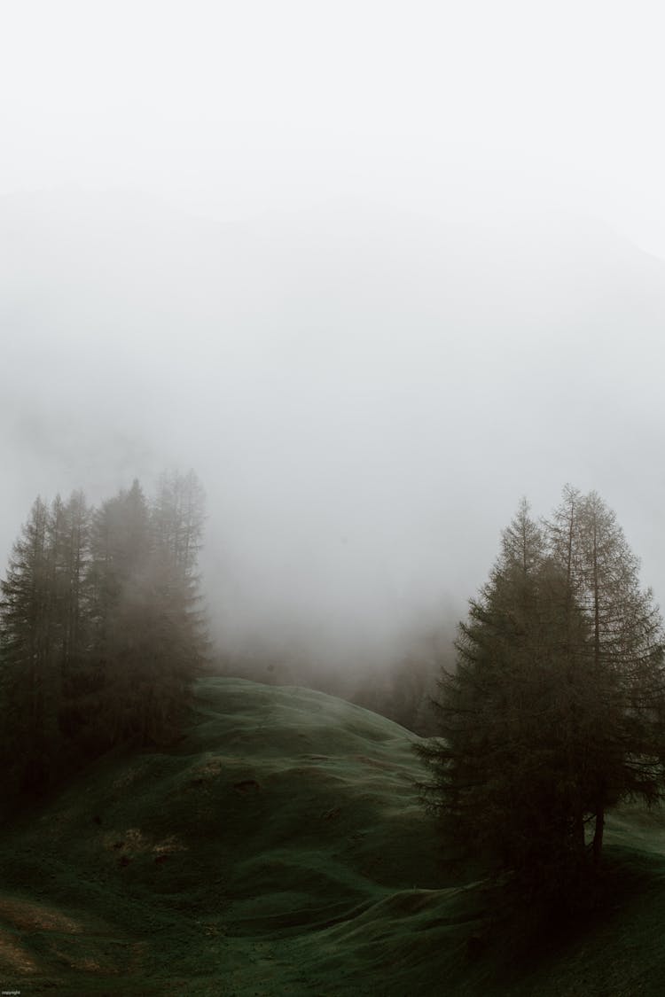 Foggy Grassy Meadow In Coniferous Forest