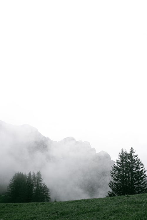 Free Mystic scenery of massive foggy mountain slope near peaceful green lawn with coniferous trees Stock Photo