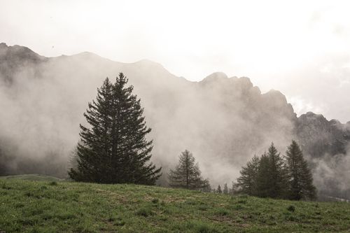 Free Scenic landscape of firs growing on grassy summer meadow surrounded with massive mountain range and dense fog Stock Photo