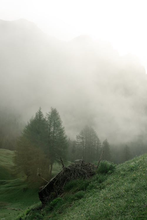 Free Ruined remote cottage located on grassy mountainous valley amidst coniferous trees against massive mountain range covered with dense fog Stock Photo