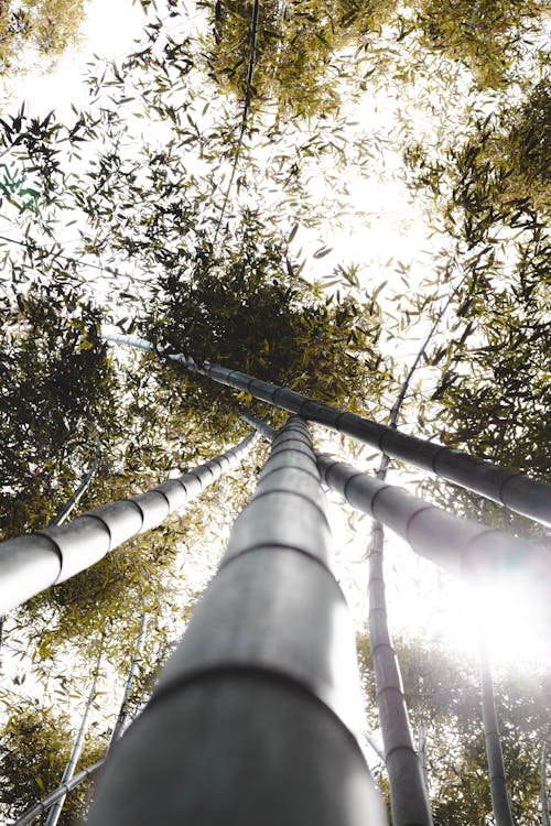Fotos de stock gratuitas de árboles altos, árboles de bambú, bambú