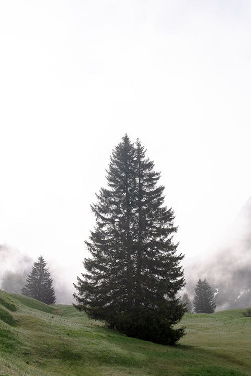 Firs growing on grassy misty lawn