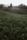 meadows